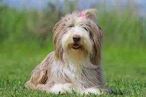 Bearded Collie